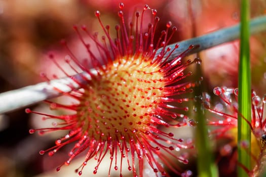 Round-leaved sundew - Super macro image of the tentacles with their sticky secretion