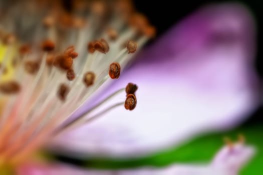 Blackberry flower stamens in a supermacro image
