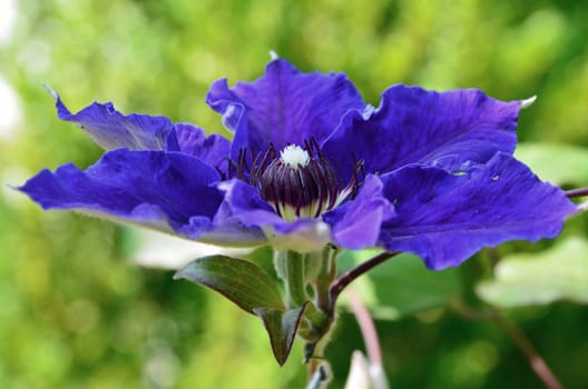 Clematis blossom at its best