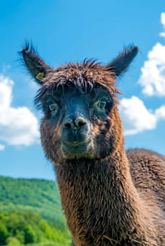 Alpaca