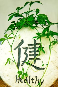 Jiaogulan,herb of immortality