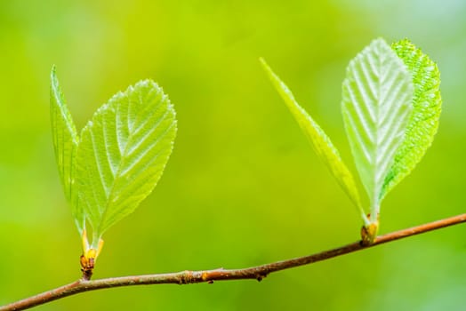 Tree bud