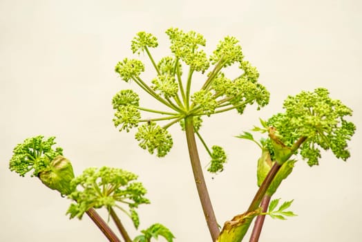 Angelica old monastic medicinal plant
