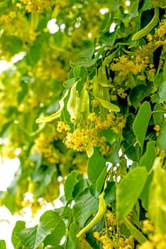 Lime blossom
