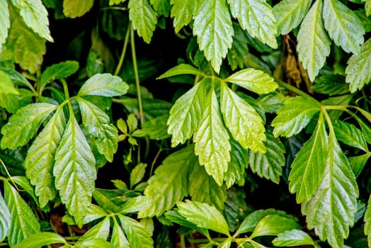 Jiaogulan,herb of immortality