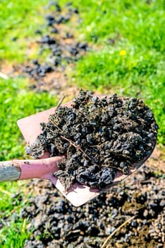 Alpaca droppings