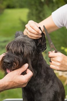 Cutting hair on the dog's ears by scissors