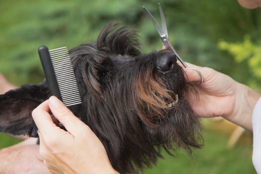 Treatment dog's head by crest (Big Black Schnauzer Dog)