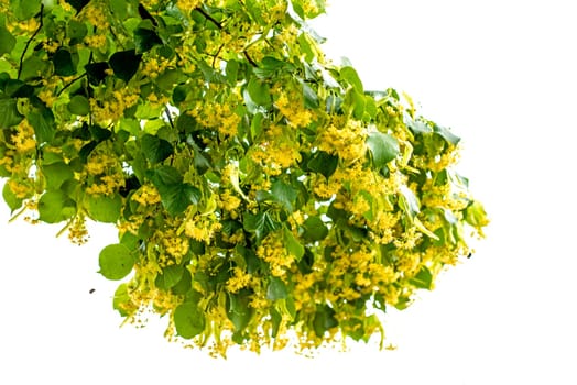 Lime blossom
