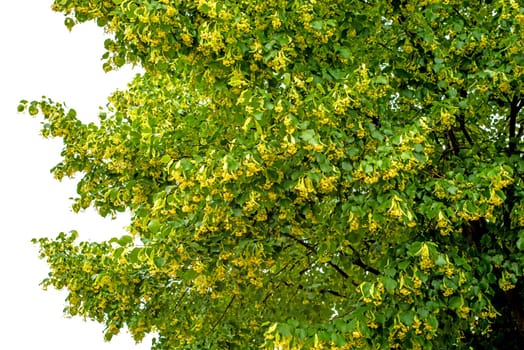 Lime blossom