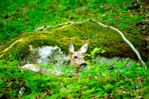 Roe deer