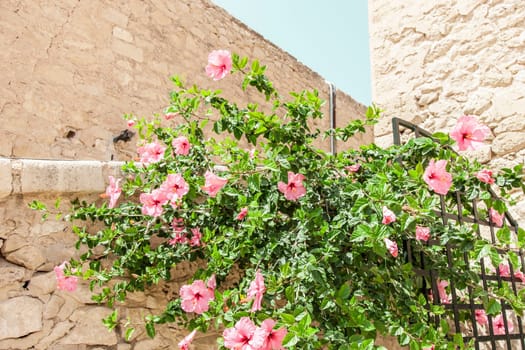 Beautiful flowers in Santa Barbara Castle in Alicante, Spain