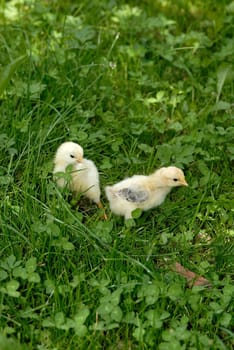 Chicks 04