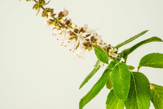 Holy basil,Ocimum sanctum