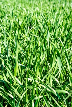 Energy crop Blunt-flowered mercury