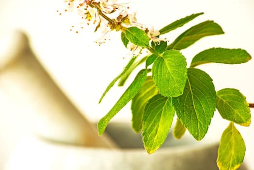 Holy basil,Ocimum sanctum