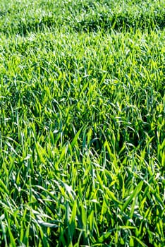 Energy crop Blunt-flowered mercury