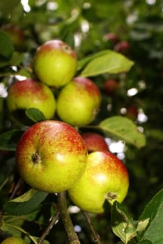 Aepfel on a branch