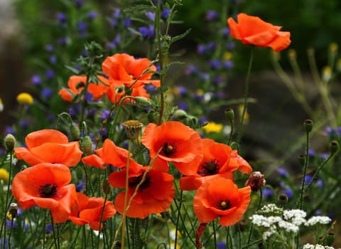 Flower meadow