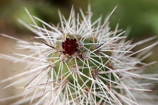 The macro close-up of a cactus flower.