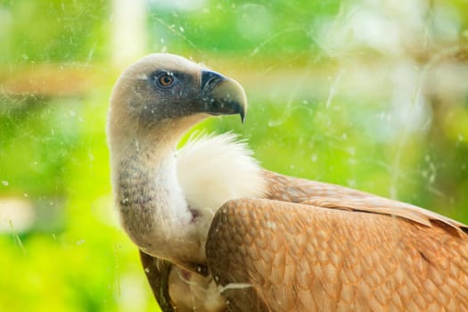 View of Griffon Vulture in the