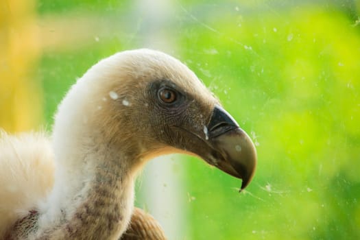 View of Griffon Vulture in the