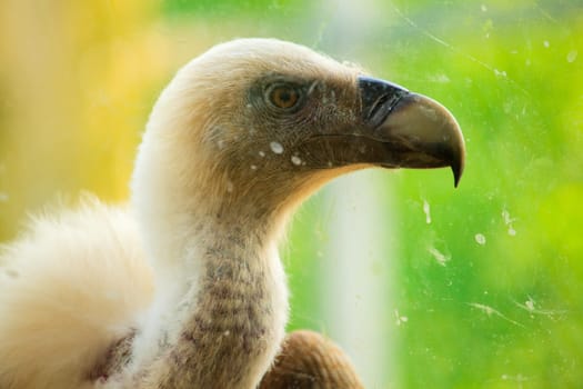 View of Griffon Vulture in the