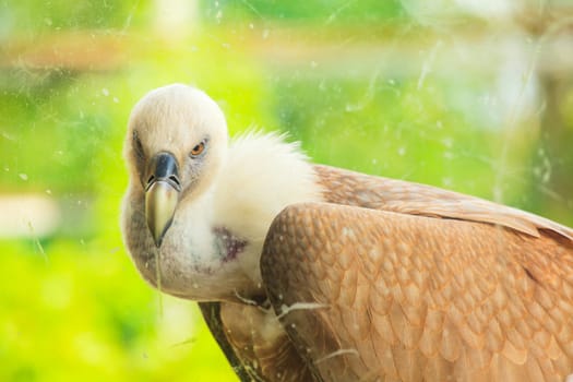 View of Griffon Vulture in the