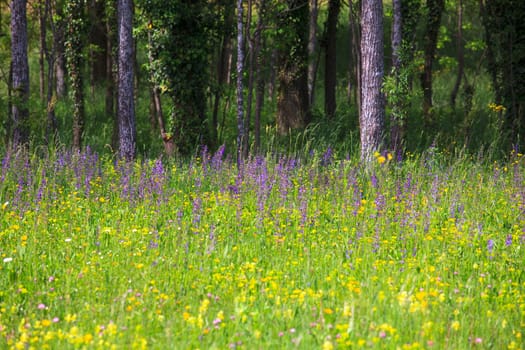 Flower in the grass in the nature reserve near Cornino lake