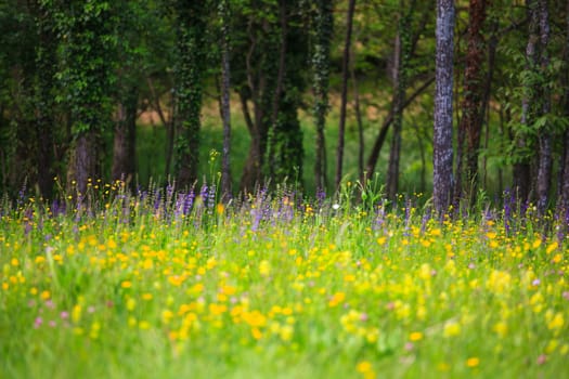 Flower in the grass in the nature reserve near Cornino lake