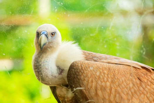 View of Griffon Vulture in the