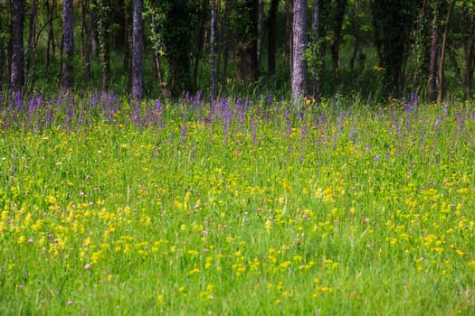 Flower in the grass in the nature reserve near Cornino lake
