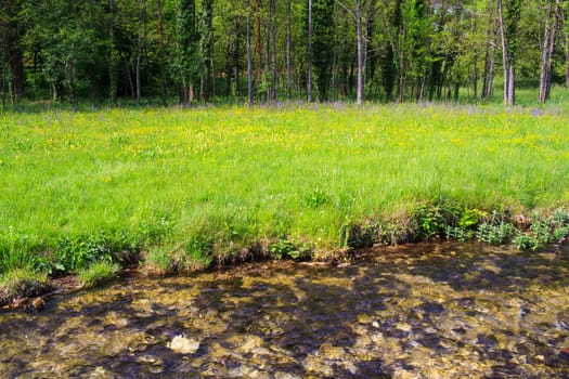 River in the nature reserve of Cornino lake, Italy