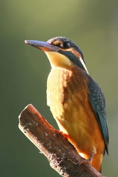Kingfisher