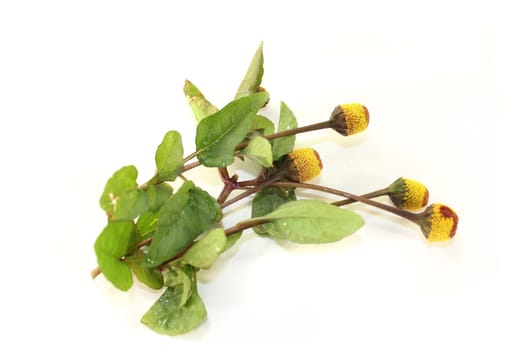 some paracress flowers against a white background
