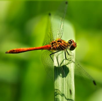 Ruddy darter