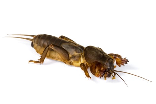 Mole cricket (Gryllotalpidae) over a white background