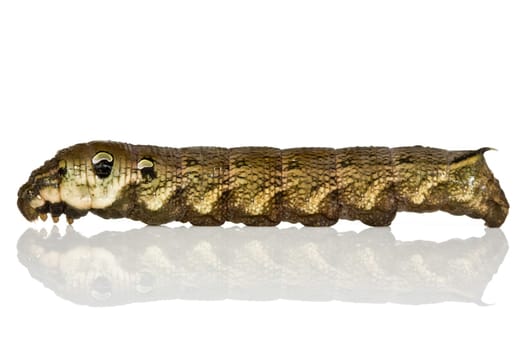 Caterpillar with reflection over a white background