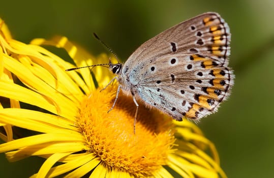 Crown Vetches Blue female