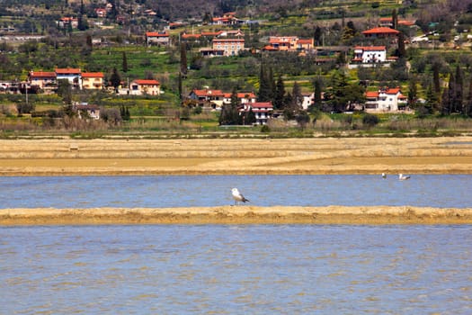 View of Salt evaporation ponds in Secovlje, Slovenia