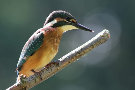 Kingfisher