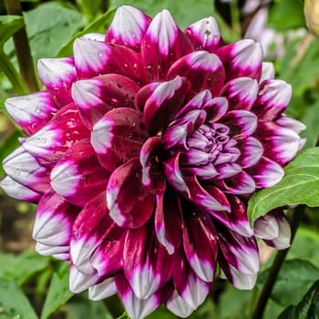 Close up photo of a red and white dahlia flower