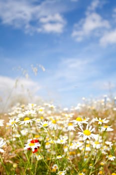 colourful summer meadow