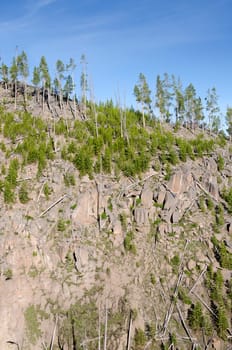 trees in Yellowstone National Park in Wyoming