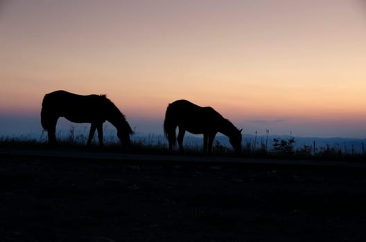 Horses graze at sunset in Italy