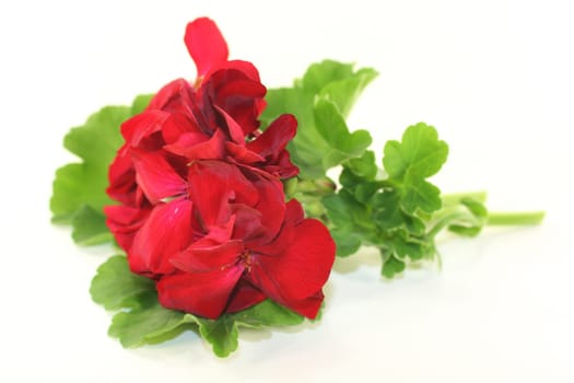 a geranium flower and leaves against a white background