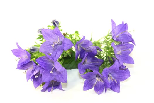 a purple bluebell against a white background