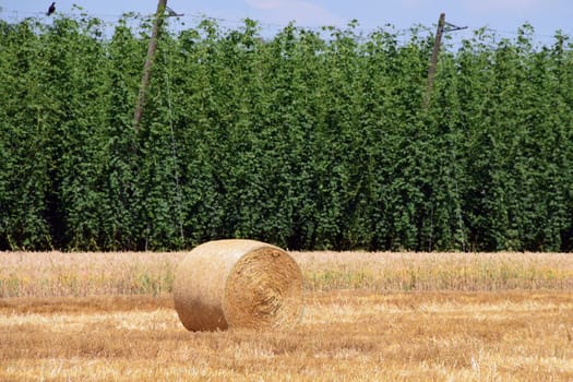 Harvest time