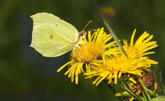 Lemon butterfly female