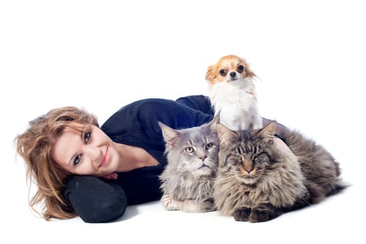 portrait of a purebred maine coon cats , chihuahua and woman on a white background